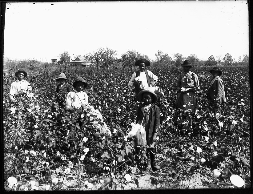 slaves picking cotton. Photograph of slaves working
